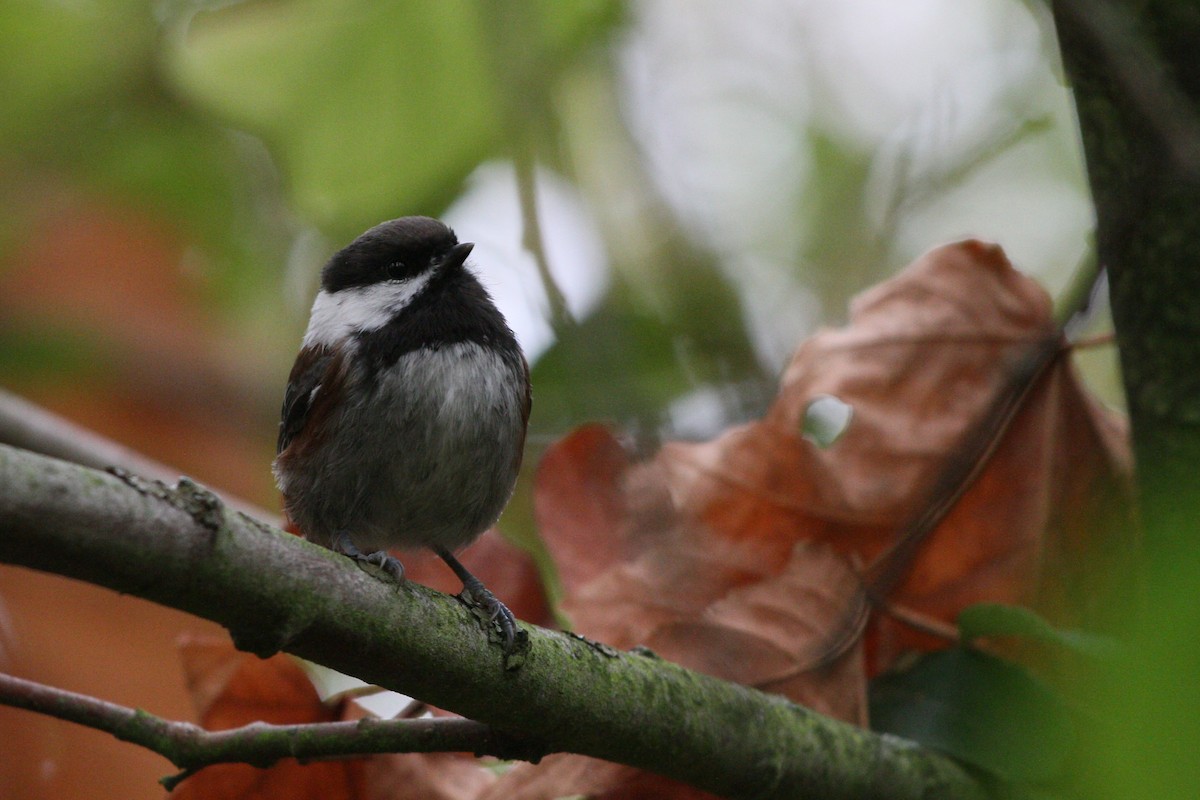 Chestnut-backed Chickadee - ML643318790