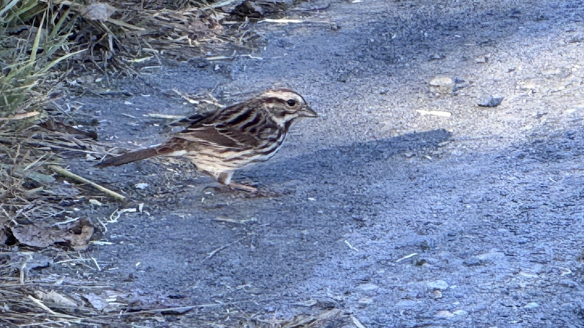 Song Sparrow - ML643318791
