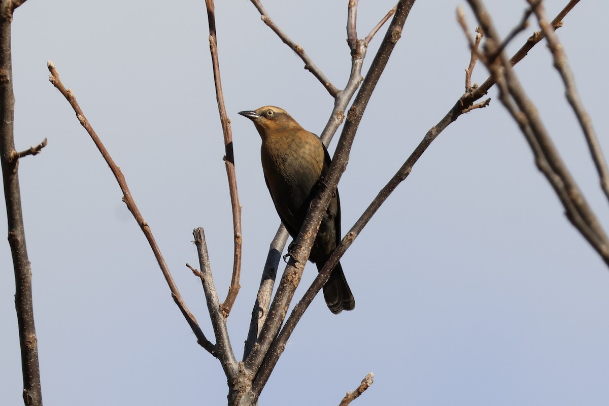 Rusty Blackbird - ML643318792