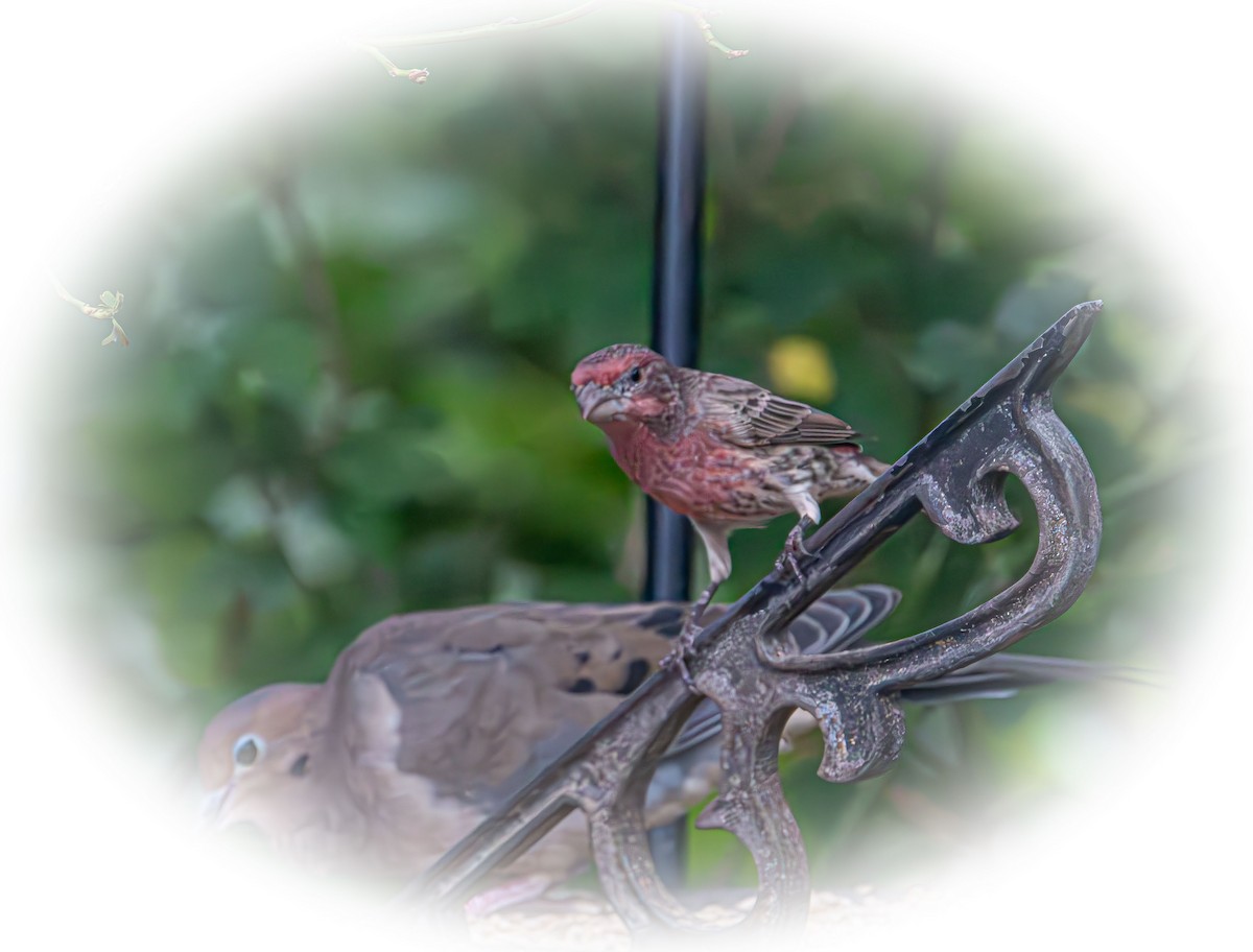 House Finch - ML643318793