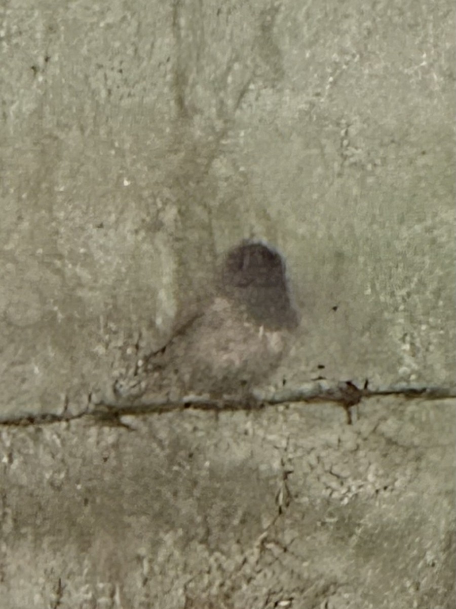 Dark-eyed Junco (Oregon) - ML643318796