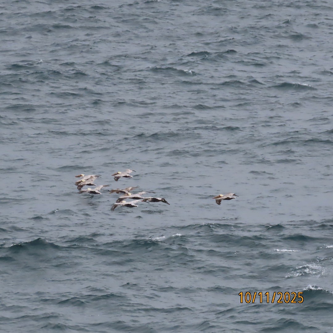 Brown Pelican - ML643318806