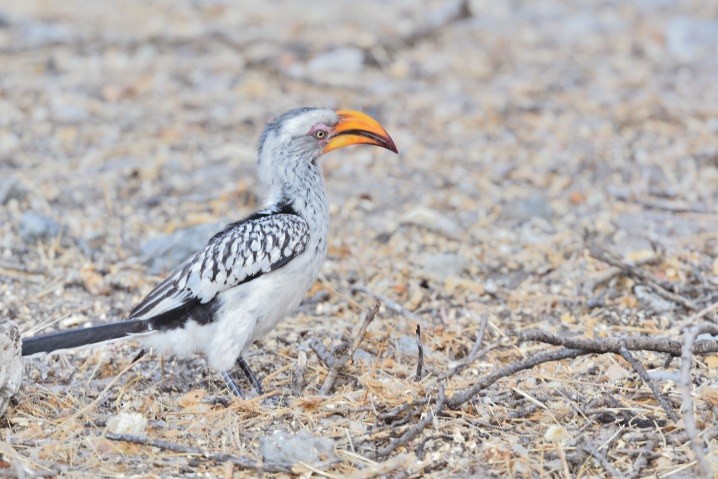 Southern Yellow-billed Hornbill - ML643318808
