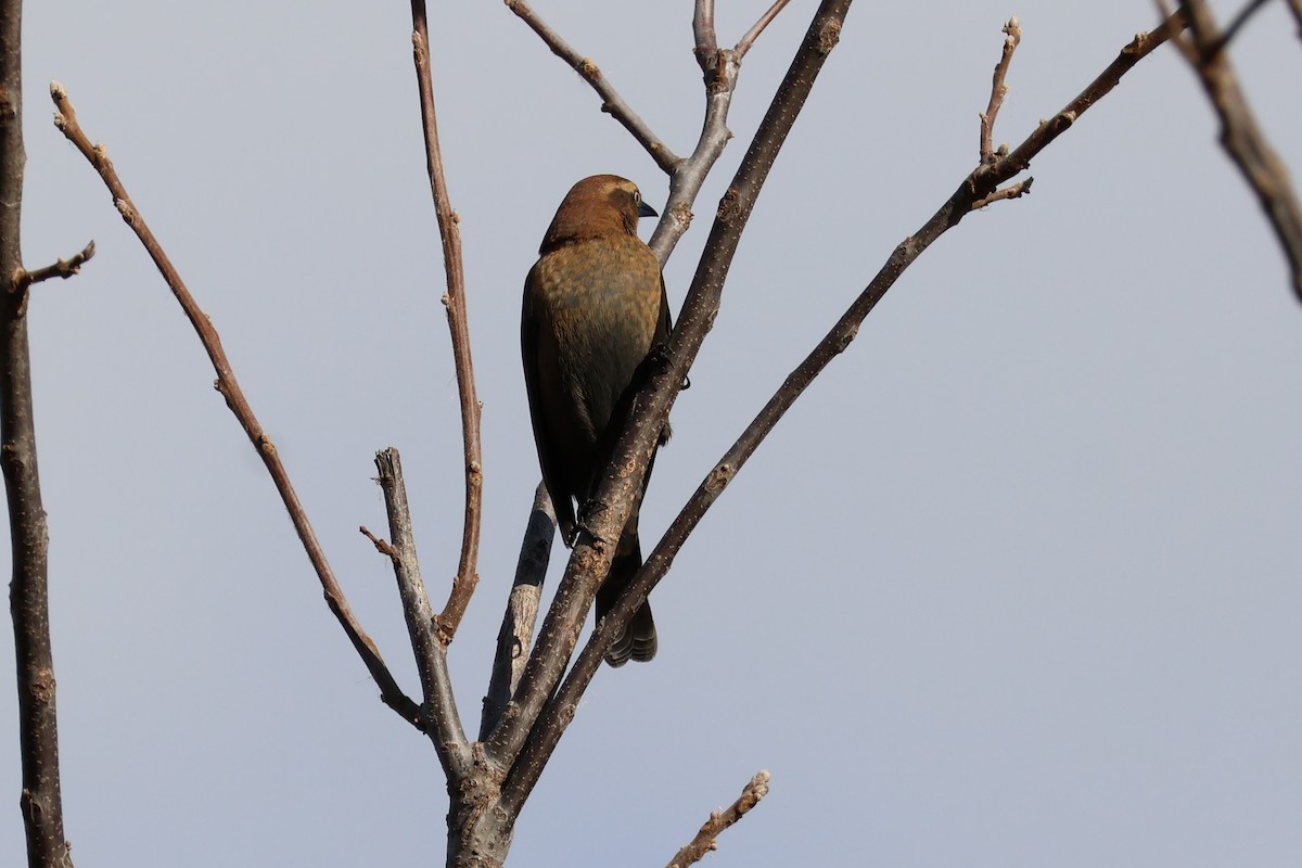 Rusty Blackbird - ML643318811