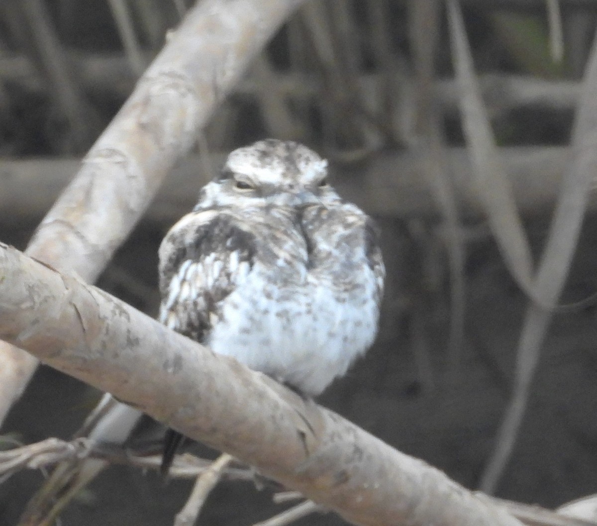 Ladder-tailed Nightjar - ML643318858
