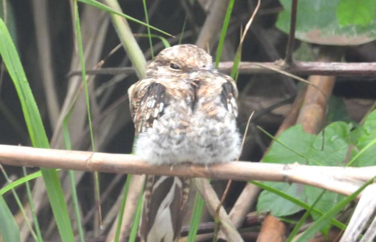 Ladder-tailed Nightjar - ML643318859