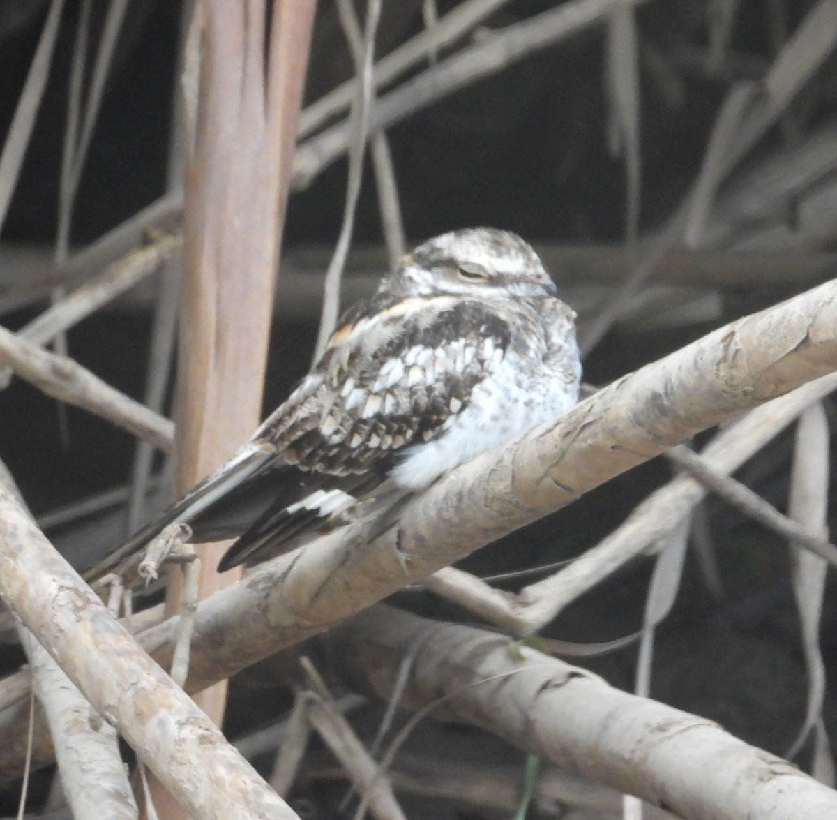 Little Nightjar - ML643318860