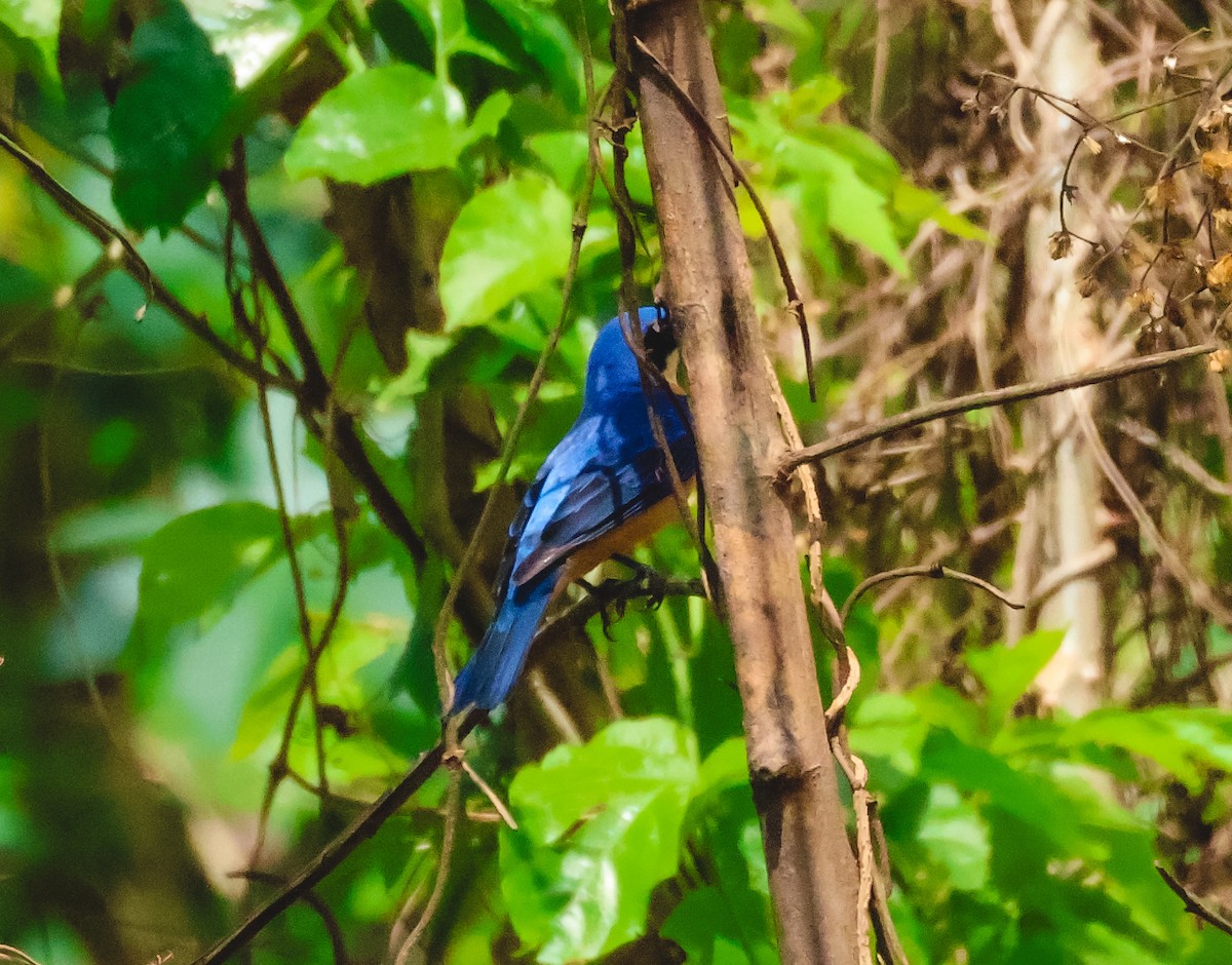 Fawn-breasted Tanager - ML643318890