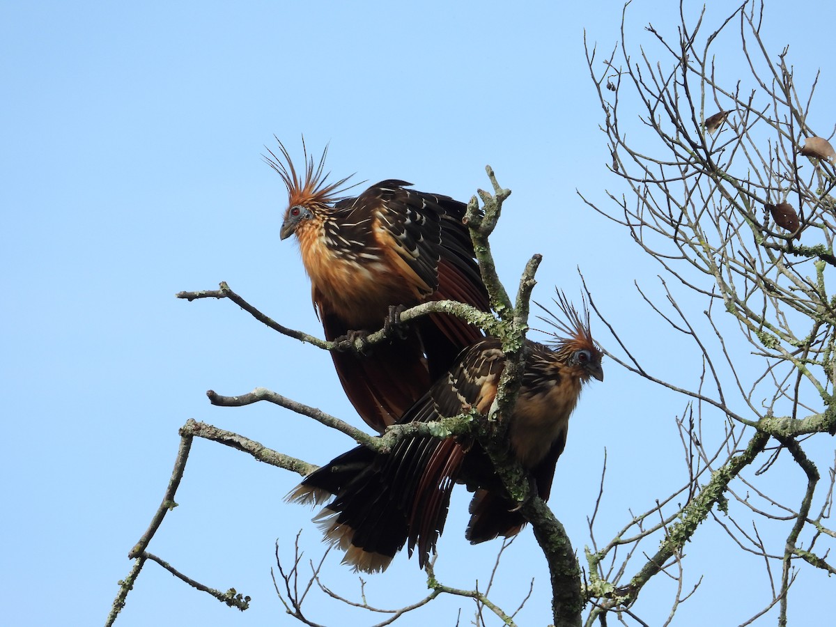 Hoatzin - ML643318910