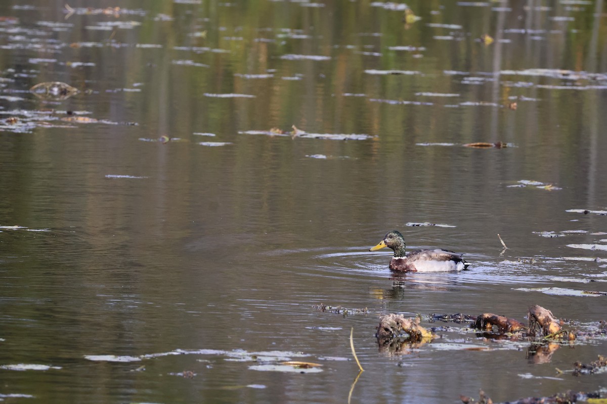 Mallard - ML643318923