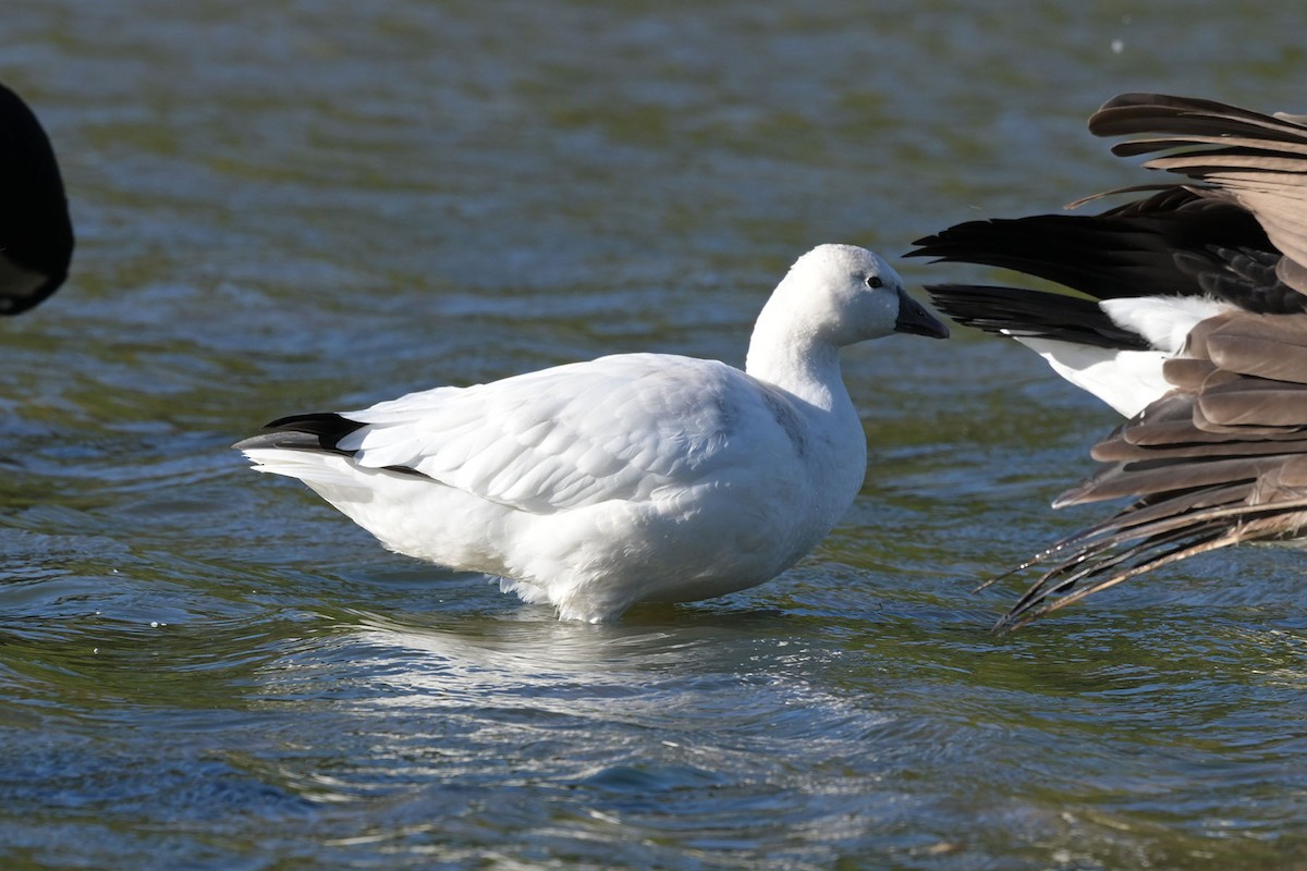 Ross's Goose - ML643318926