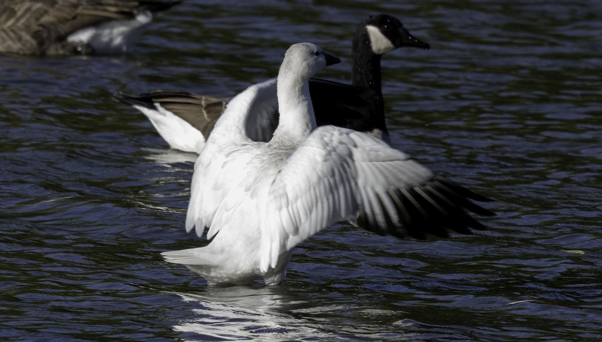 Ross's Goose - ML643318927