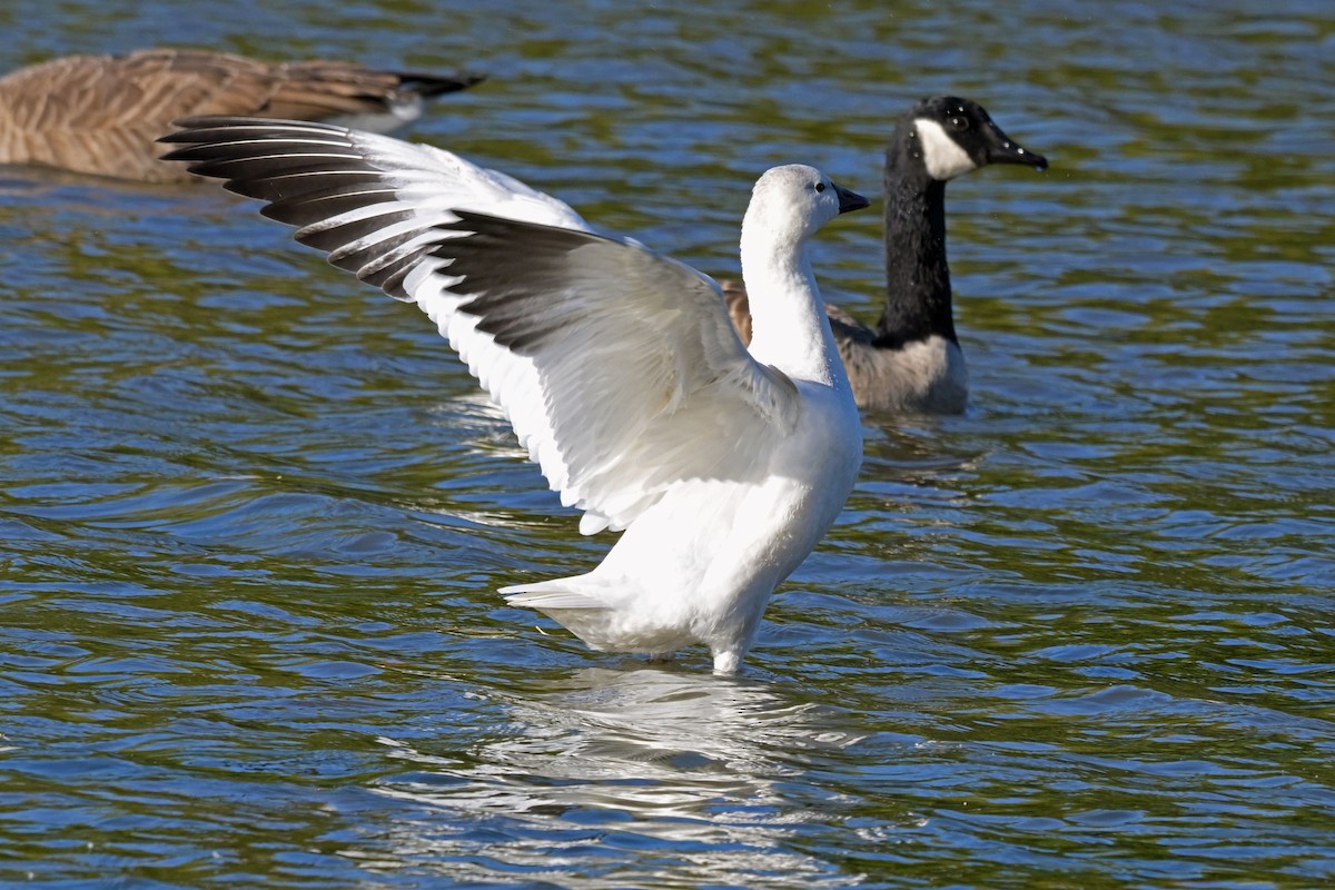 Ross's Goose - ML643318928