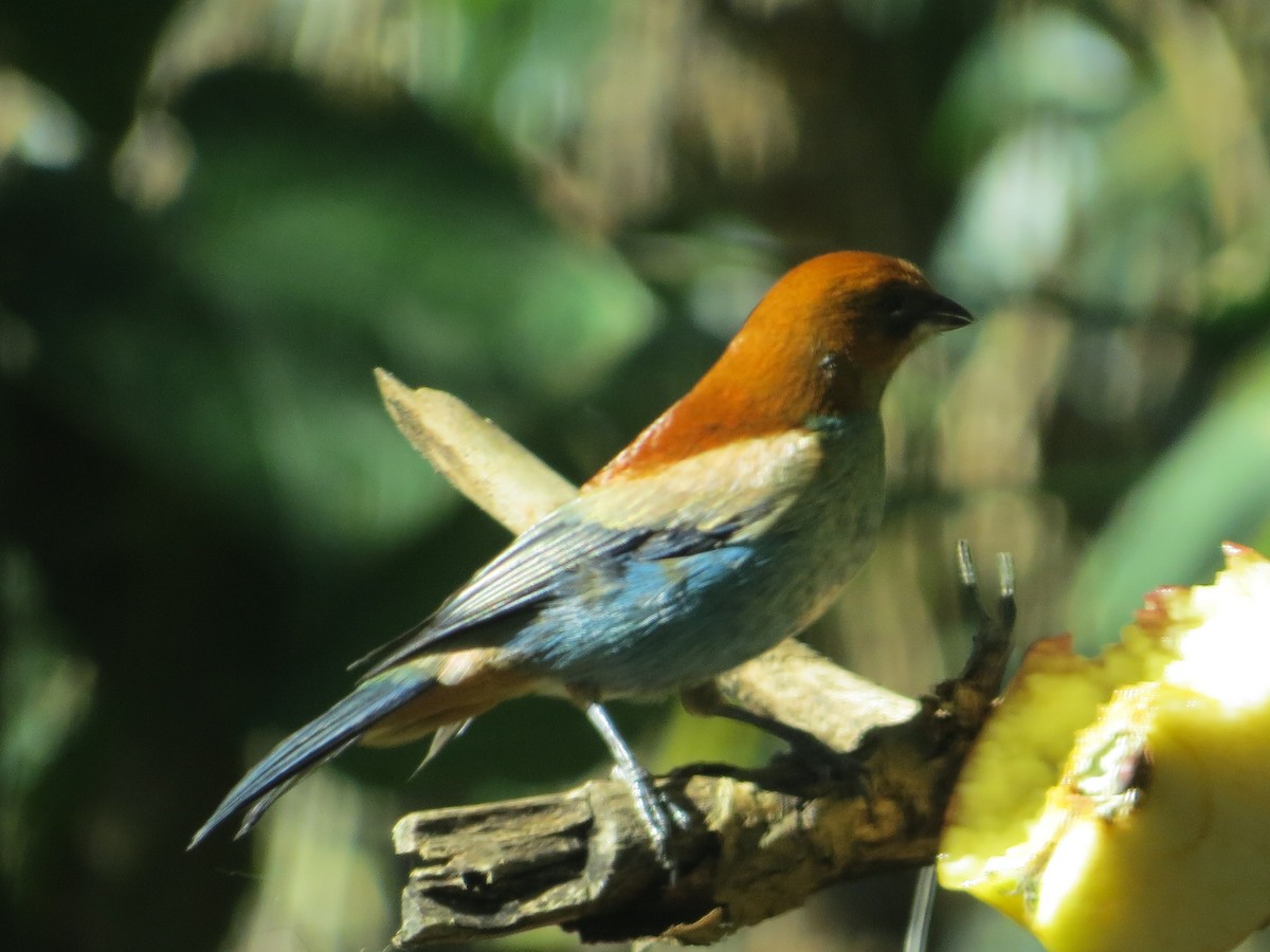 Chestnut-backed Tanager - ML643318939