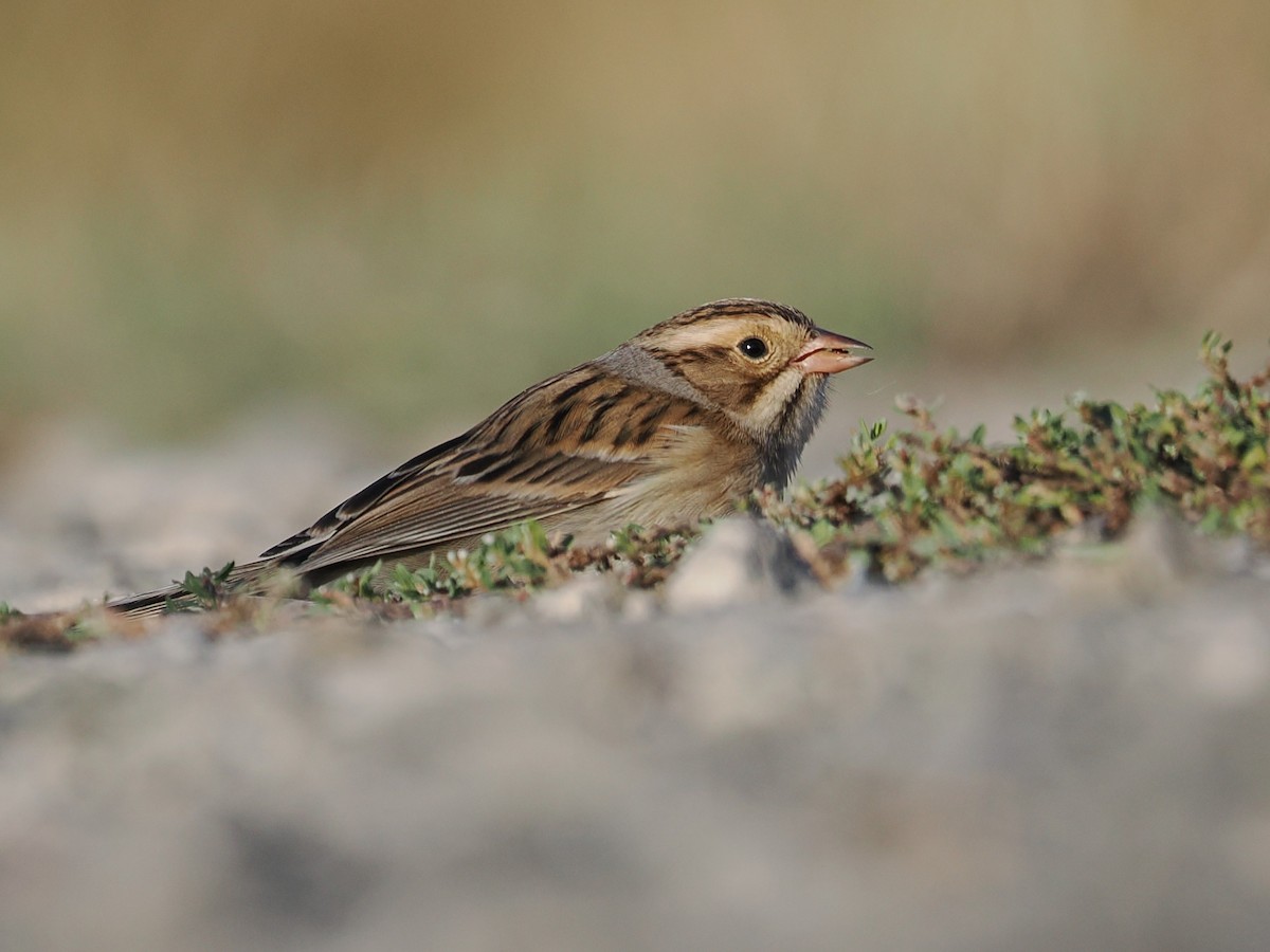 Clay-colored Sparrow - ML643318940