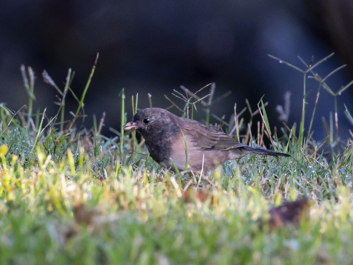 Dark-eyed Junco - ML643318944