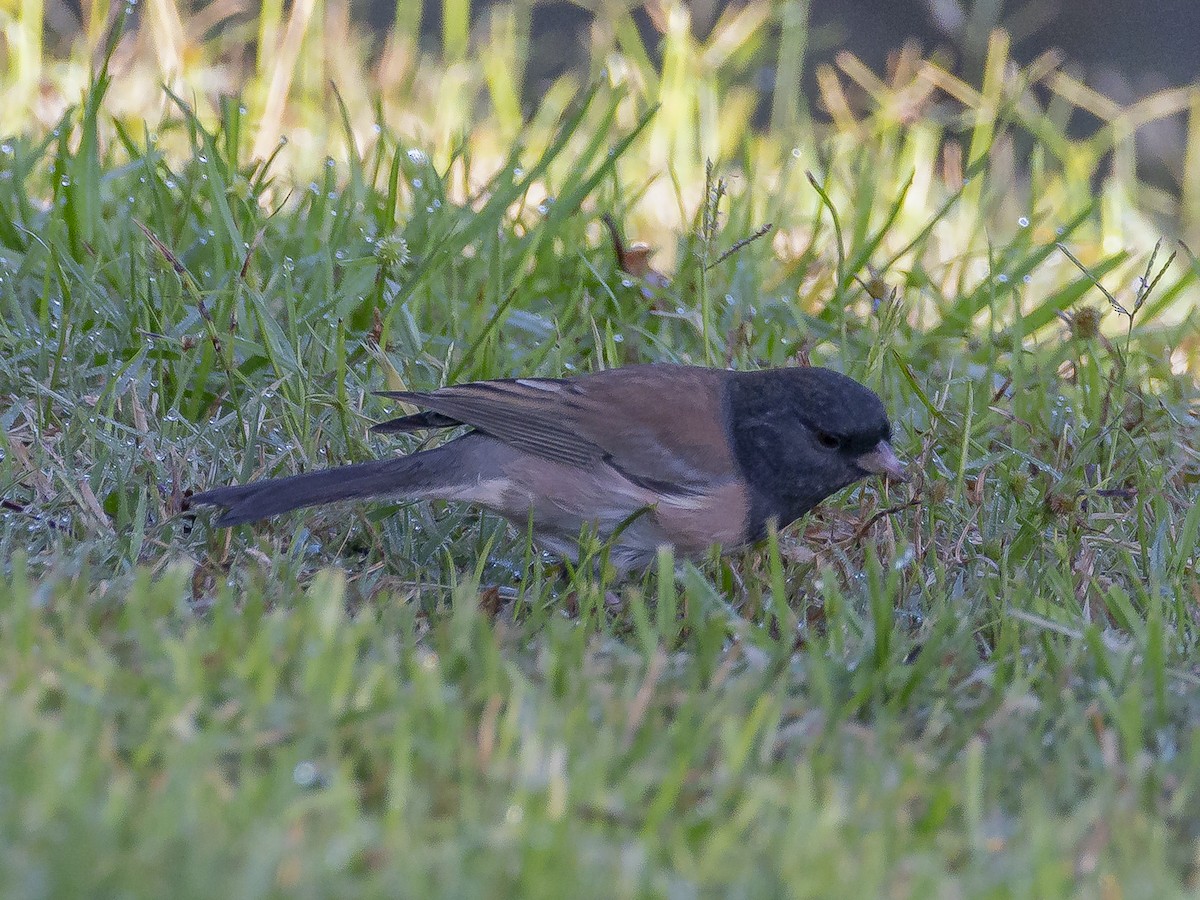 Dark-eyed Junco - ML643318945
