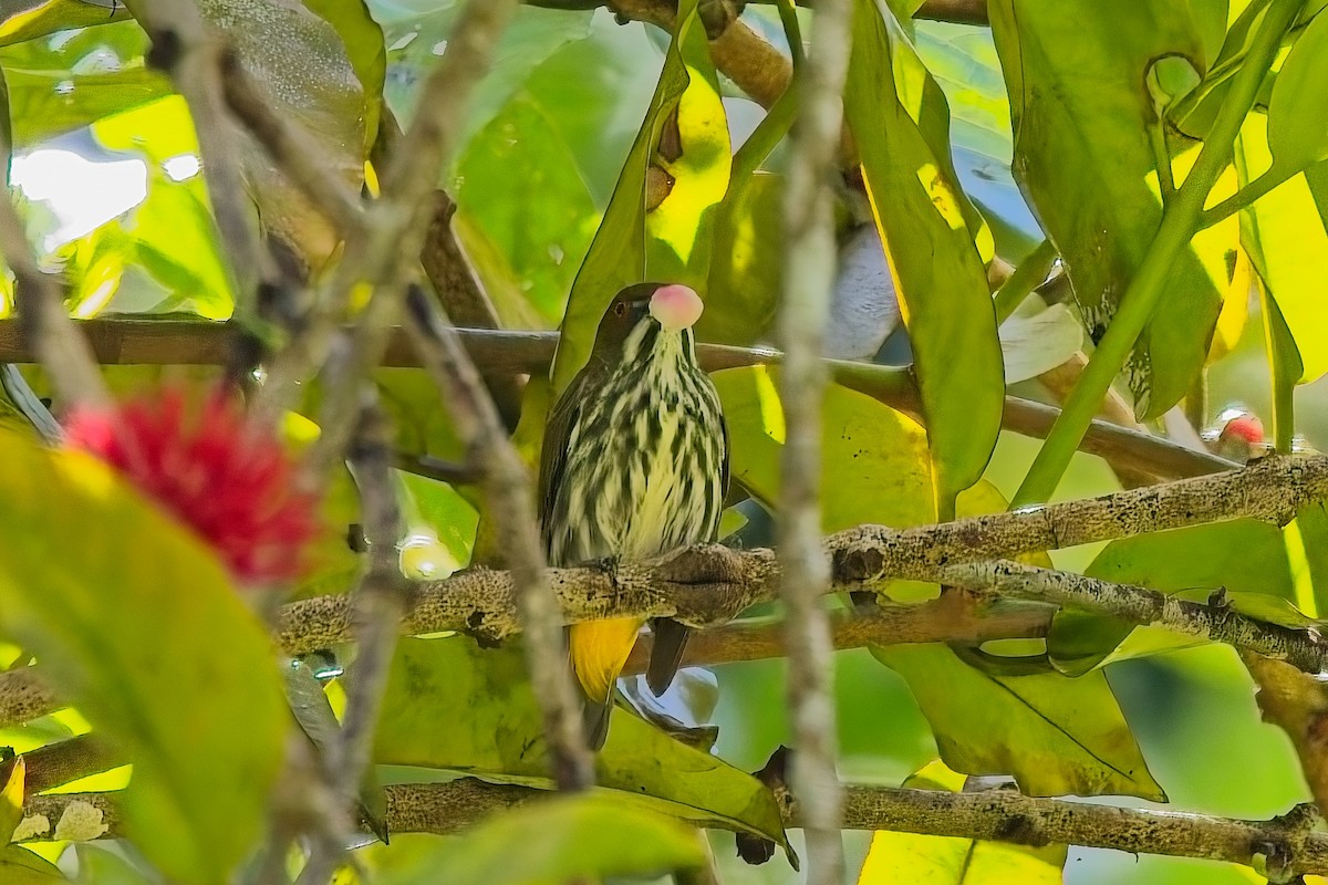 Yellow-vented Flowerpecker - ML643318947