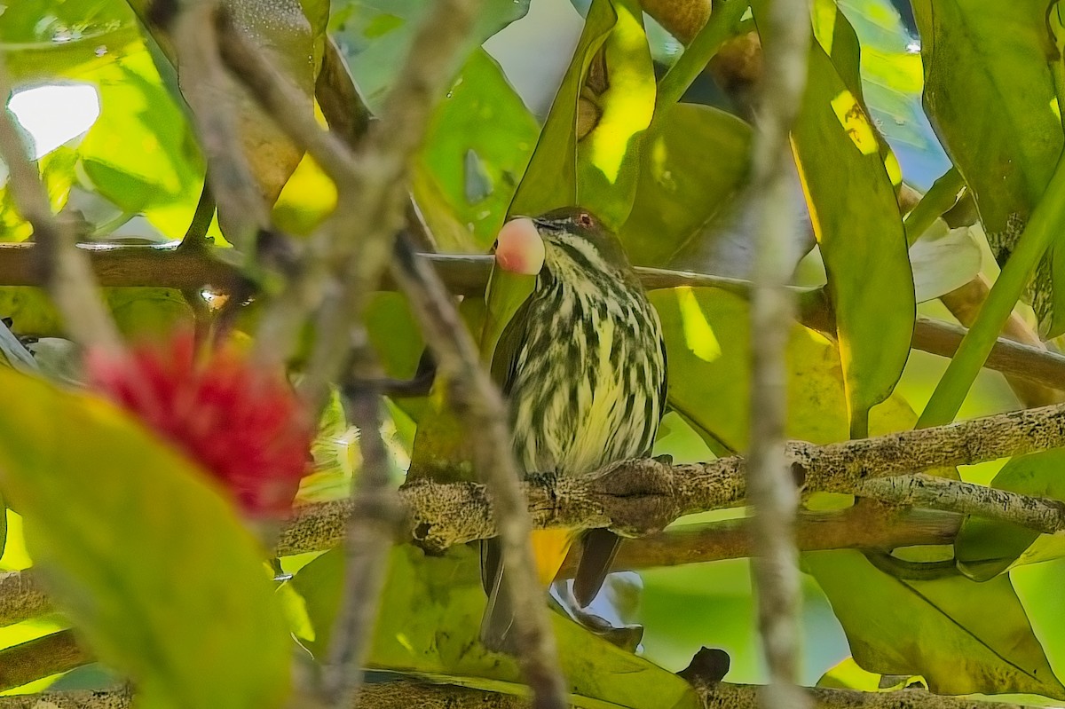 Yellow-vented Flowerpecker - ML643318948