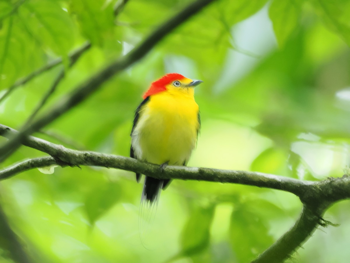 Wire-tailed Manakin - ML643318949