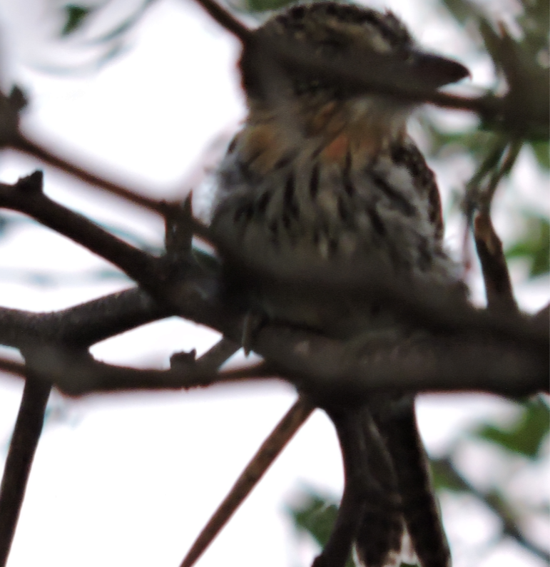 Spot-backed Puffbird - ML643318951