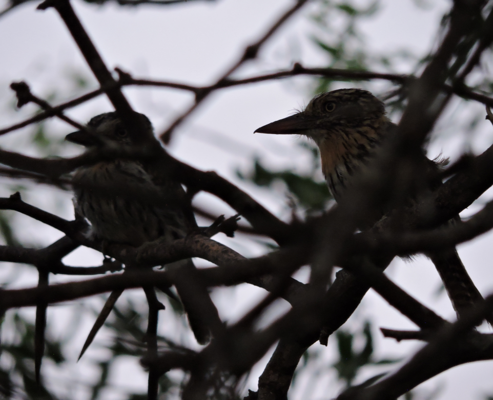Spot-backed Puffbird - ML643318952