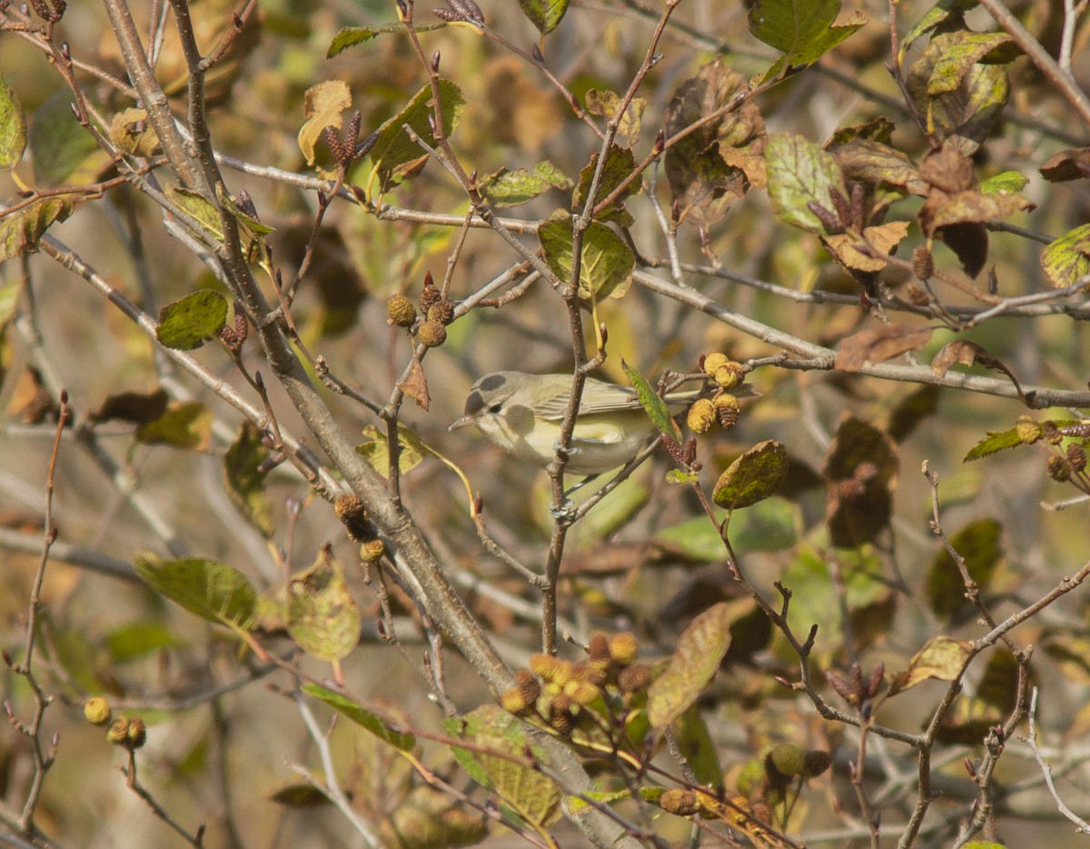 Warbling Vireo - ML643318954