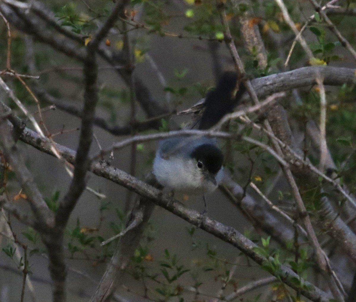 Black-tailed Gnatcatcher - ML643318955