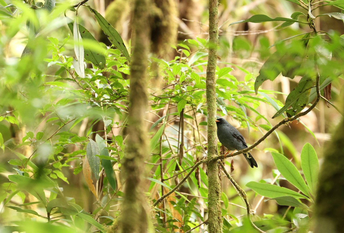 Black-faced Solitaire - ML643318956