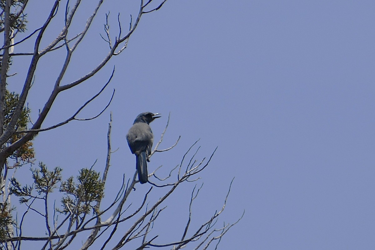 Woodhouse's Scrub-Jay (Woodhouse's) - ML643318957