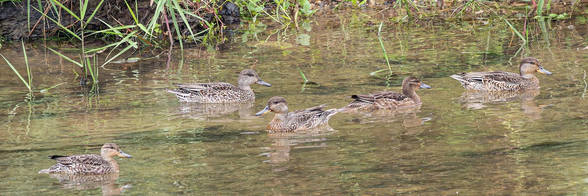 Zertzeta arrunta (eurasiarra) - ML643318958