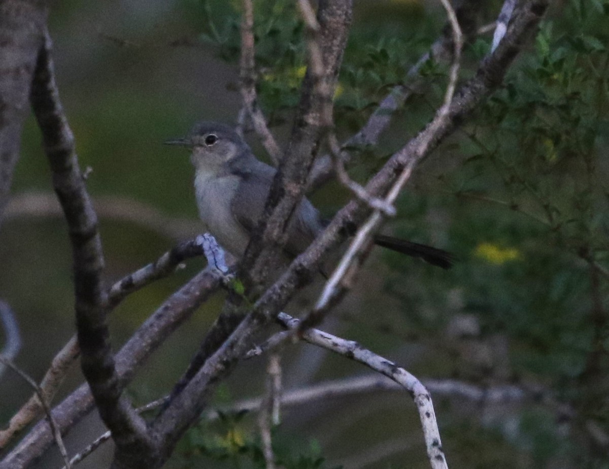 Black-tailed Gnatcatcher - ML643318960