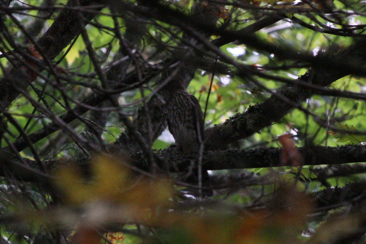 Cooper's Hawk - ML643318962