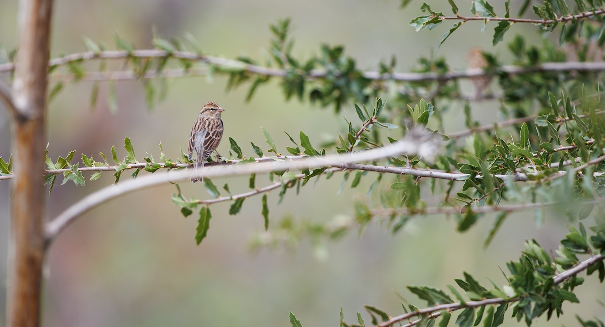 Chipping Sparrow - ML643318967