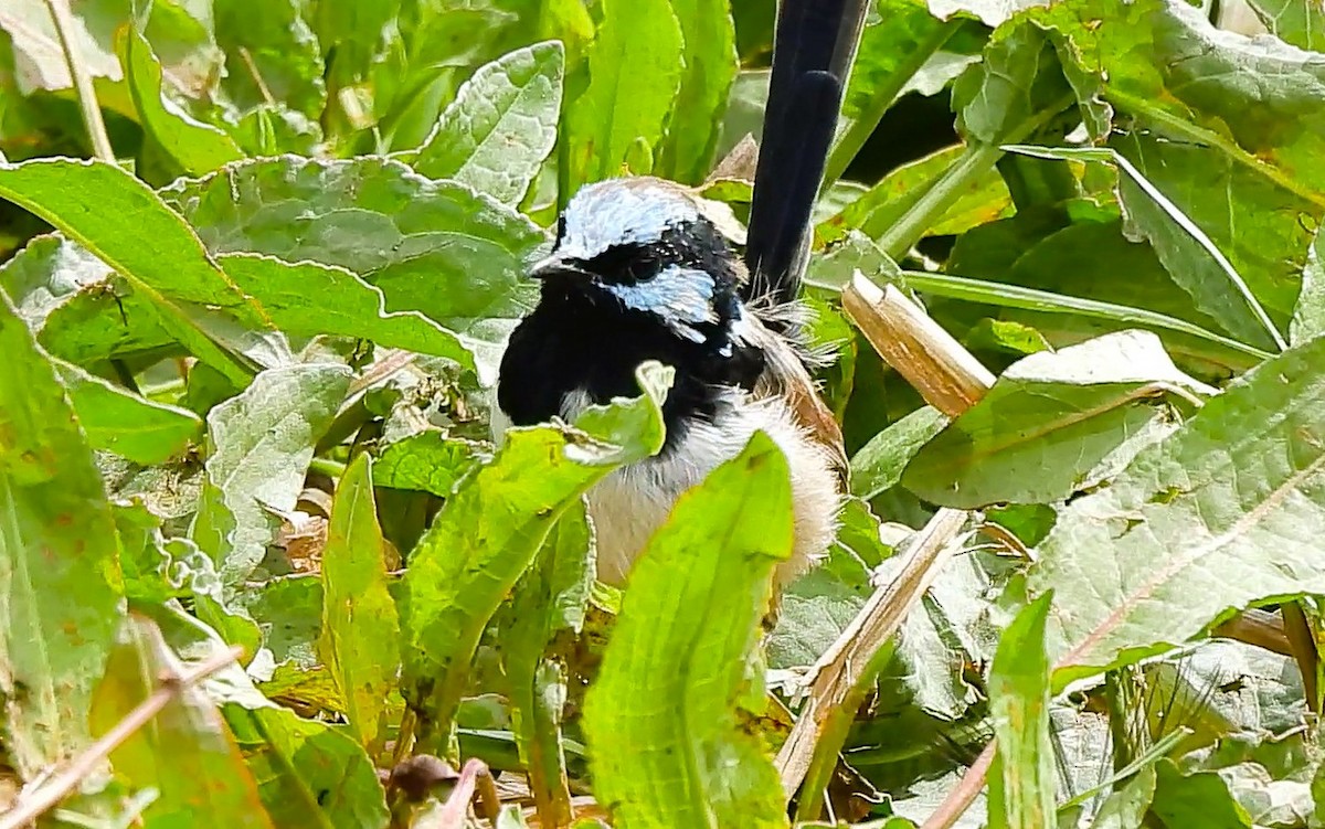 Superb Fairywren - ML643318973