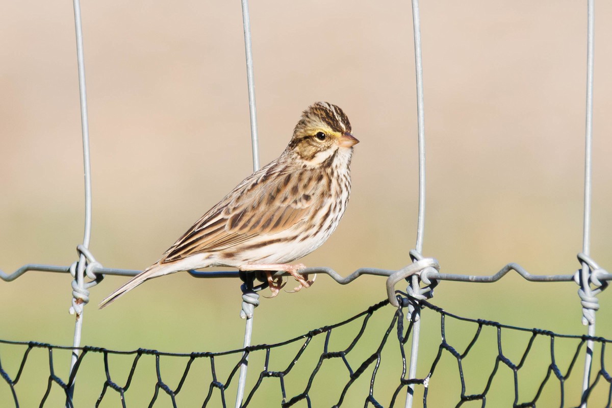 Savannah Sparrow - ML643318979