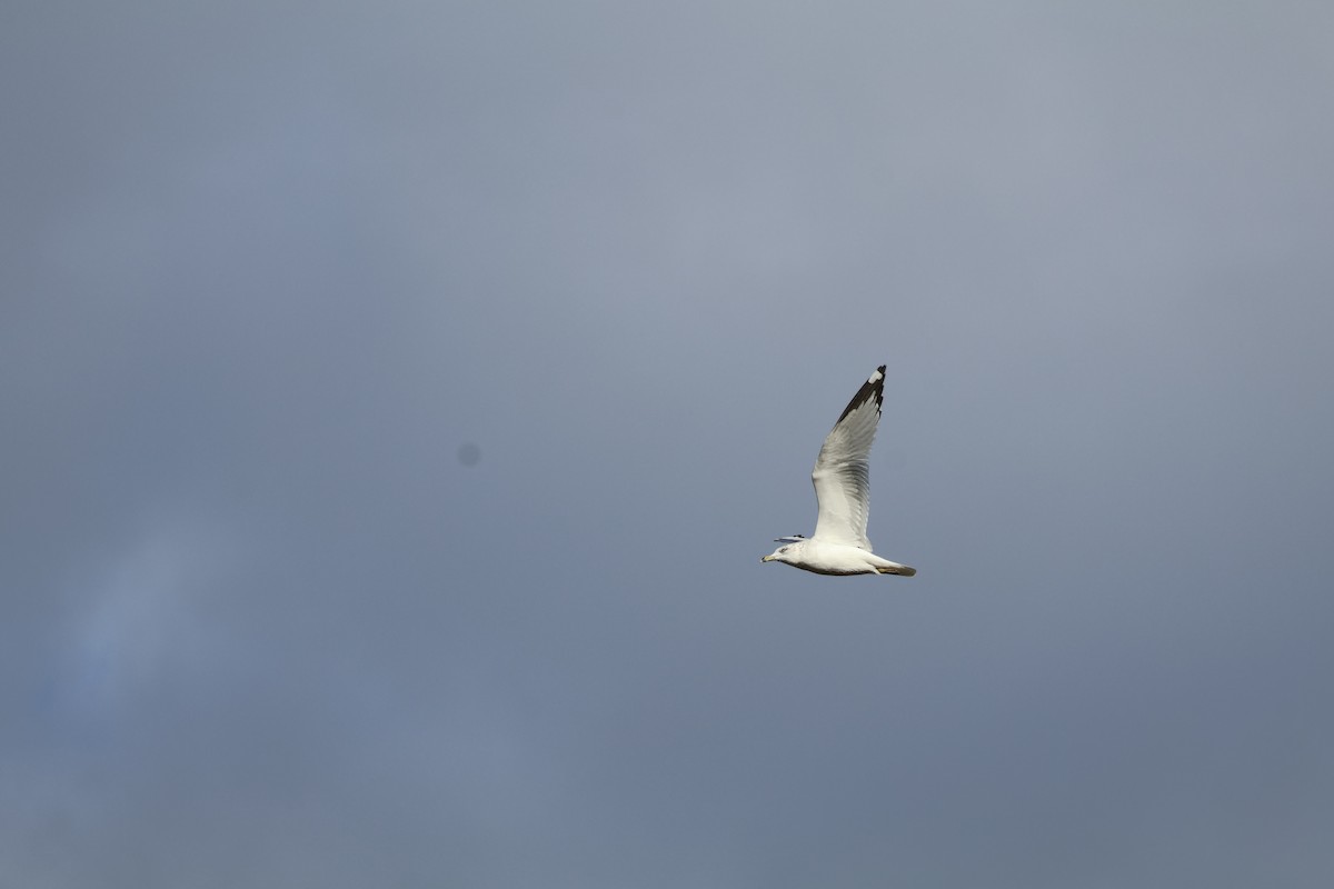 Ring-billed Gull - ML643318985