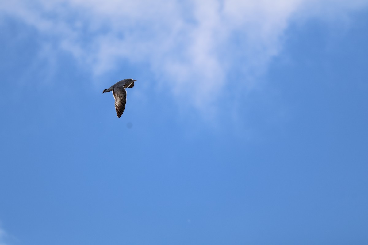 Ring-billed Gull - ML643319008