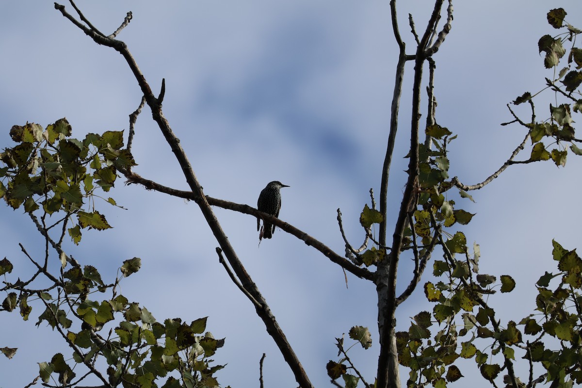 European Starling - ML643319033