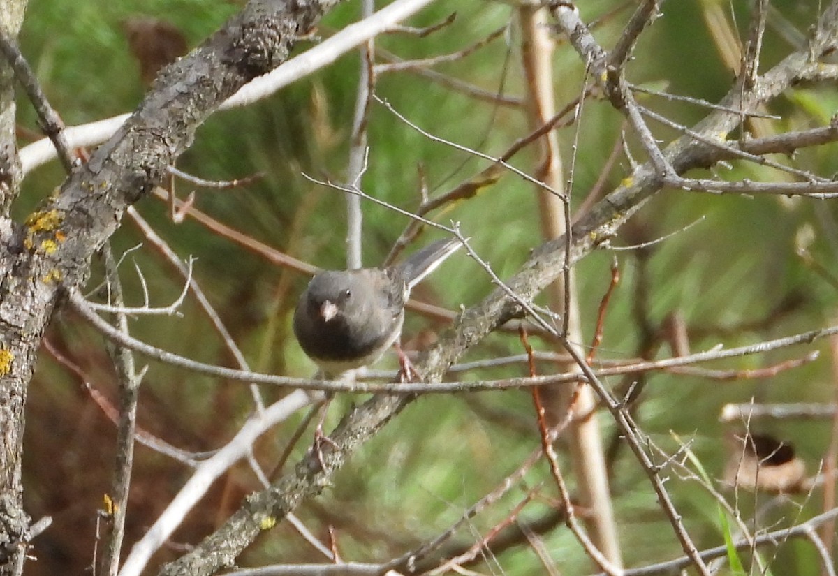 Dark-eyed Junco - ML643319036