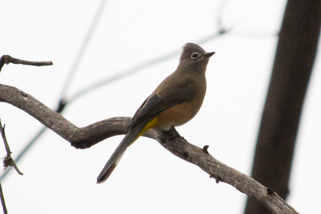 Gray Silky-flycatcher - ML643319040