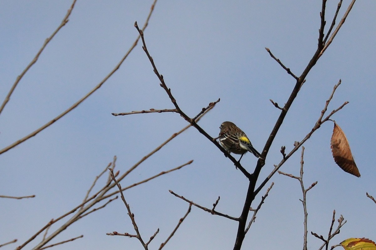 Yellow-rumped Warbler - ML643319042