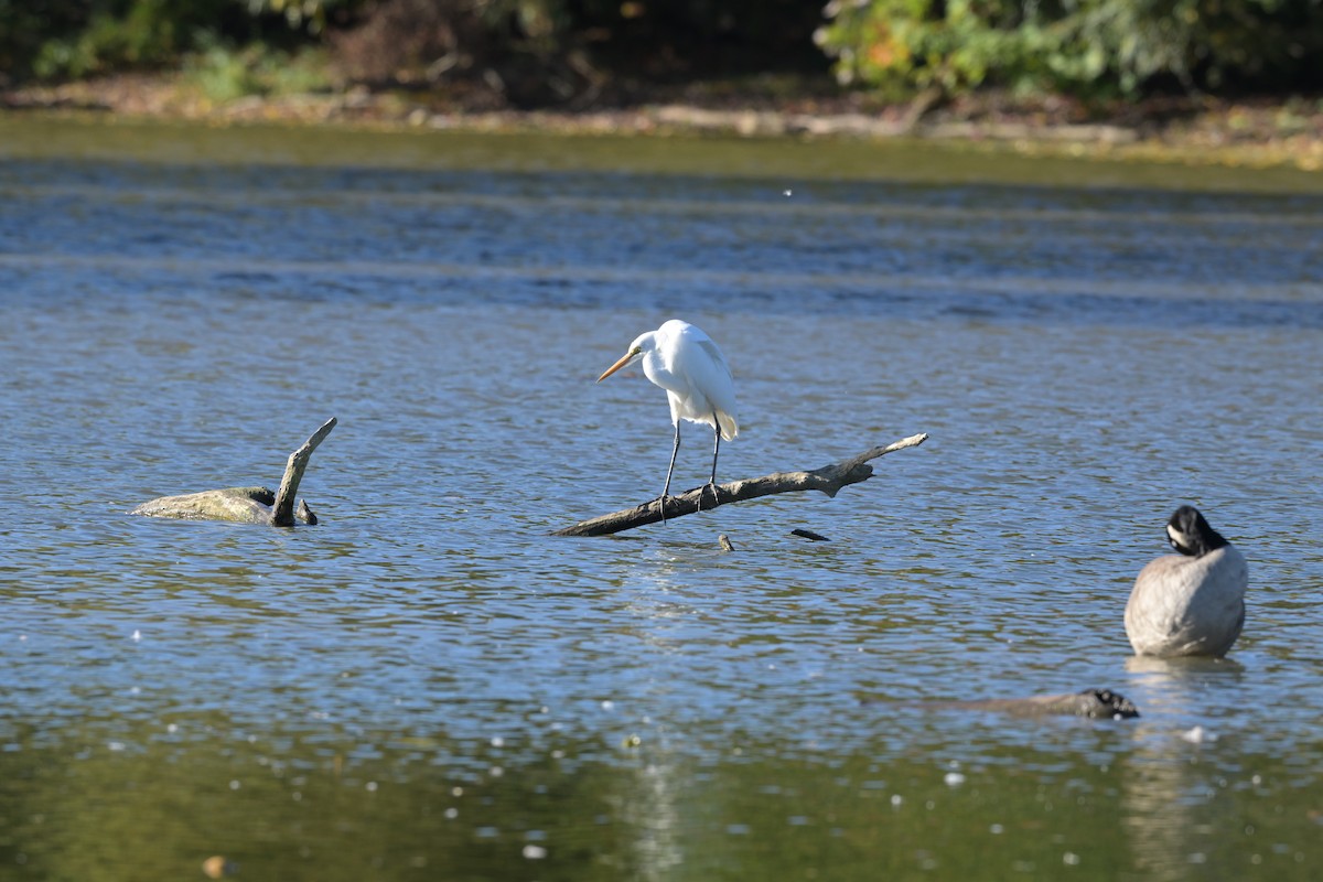 Great Egret - ML643319050