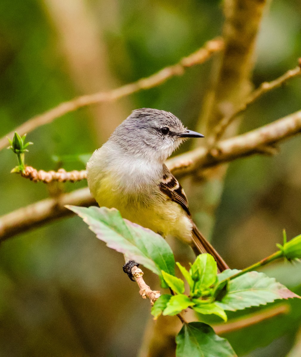 White-crested Tyrannulet - ML643319053