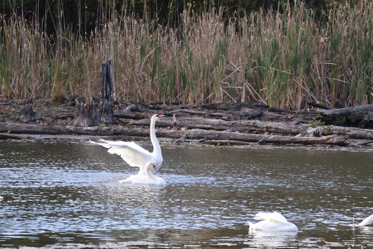 Mute Swan - ML643319054