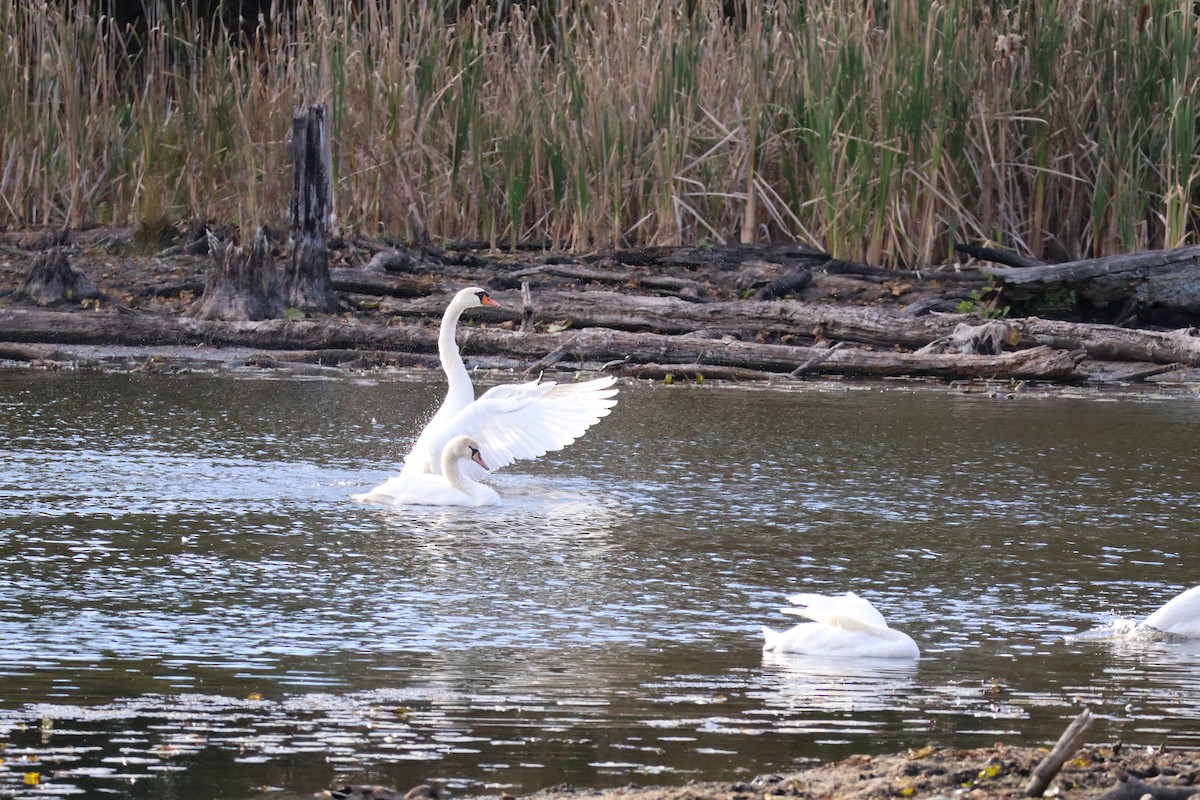Mute Swan - ML643319058