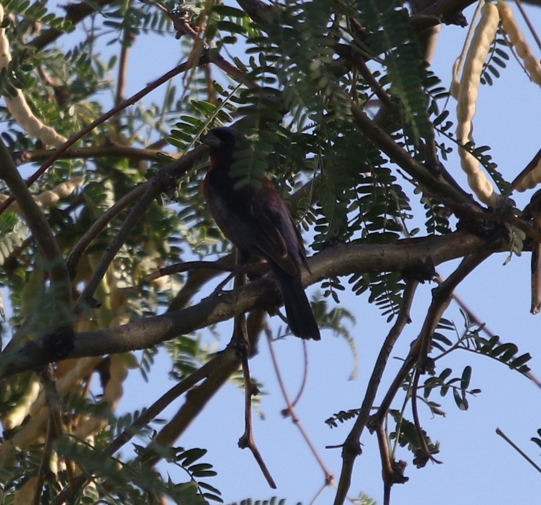 Varied Bunting - ML643319064