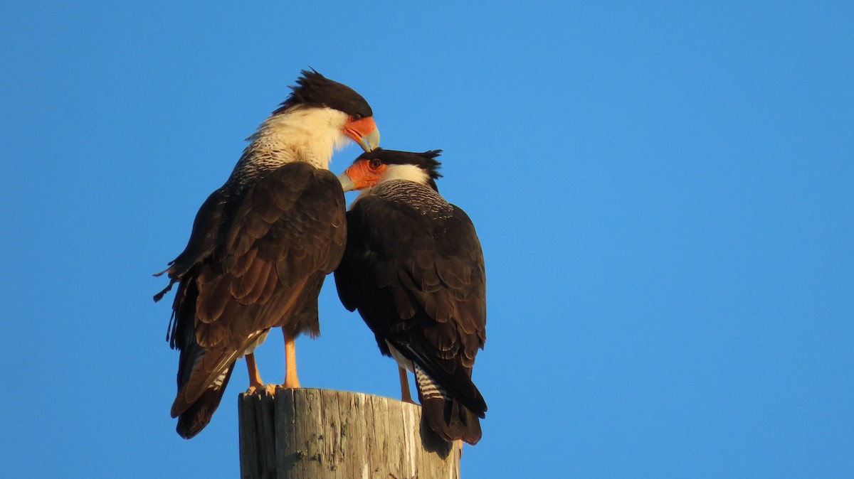Crested Caracara (Northern) - ML643319072