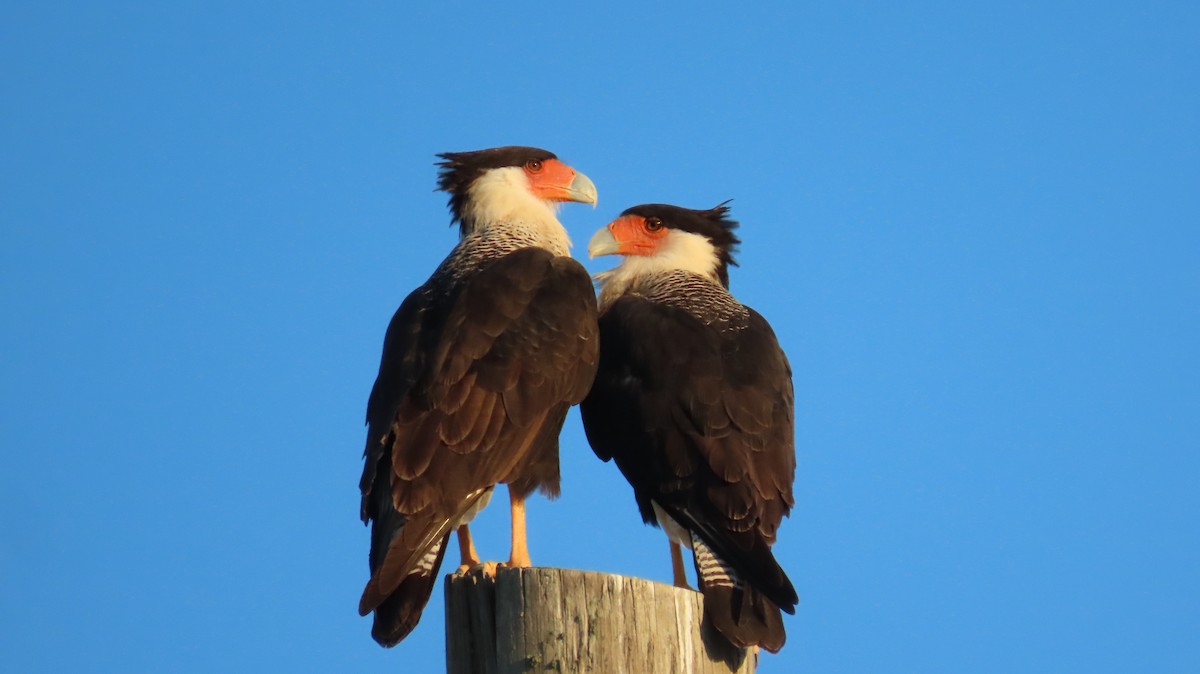 Crested Caracara (Northern) - ML643319073