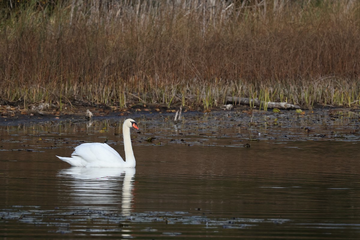 Mute Swan - ML643319076